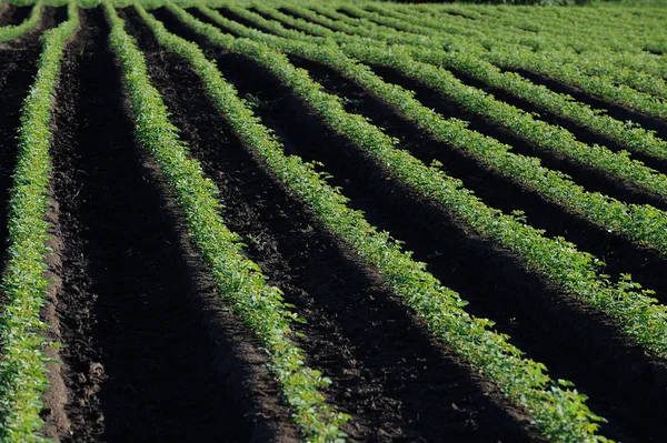 Niveaus met planten — Stockfoto