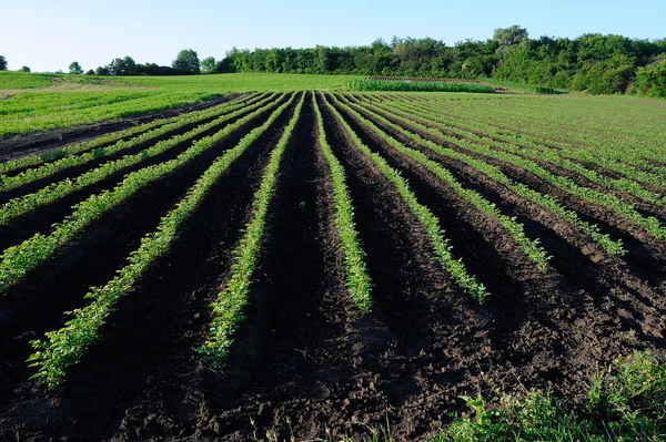 Plant rijen — Stockfoto