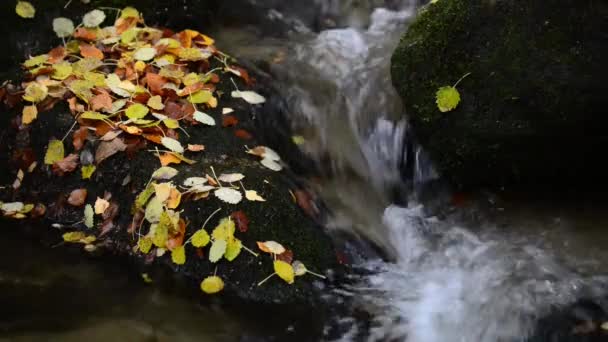 River in autumn — Wideo stockowe