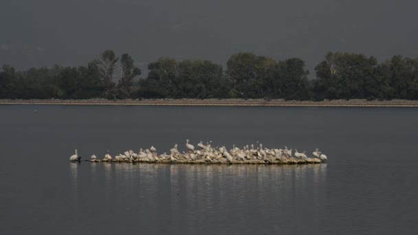 Pelícanos en el lago — Vídeo de stock