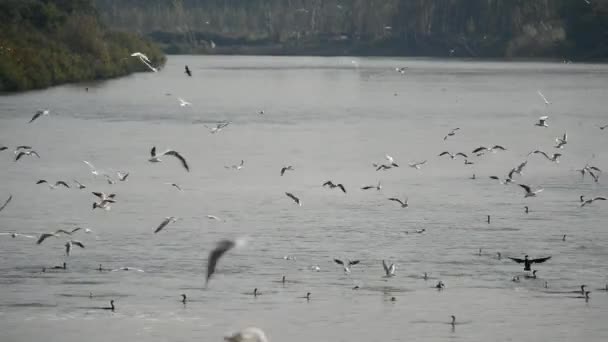 Gaivotas voam sobre o lago — Vídeo de Stock