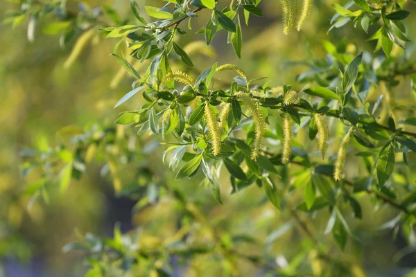 Blommande pilkvistar — Stockfoto