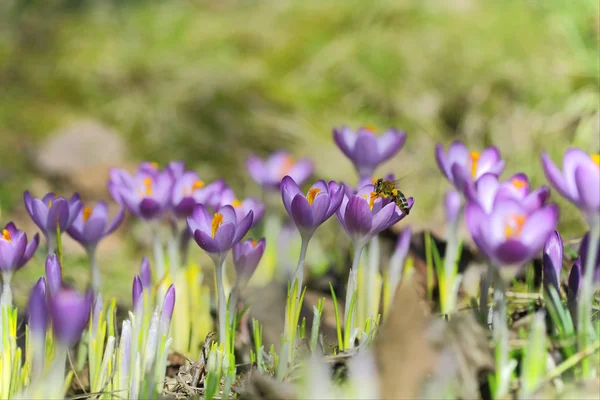 Crocus Flowers and Honey Bee — Stock Photo, Image