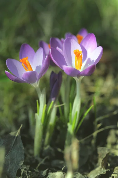 Two Crocus flowers - shallow depth of field — Stock Photo, Image