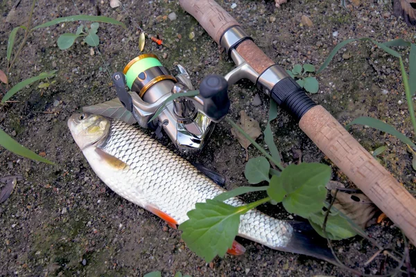 Pescado, cerca de caña de pescar y carrete —  Fotos de Stock