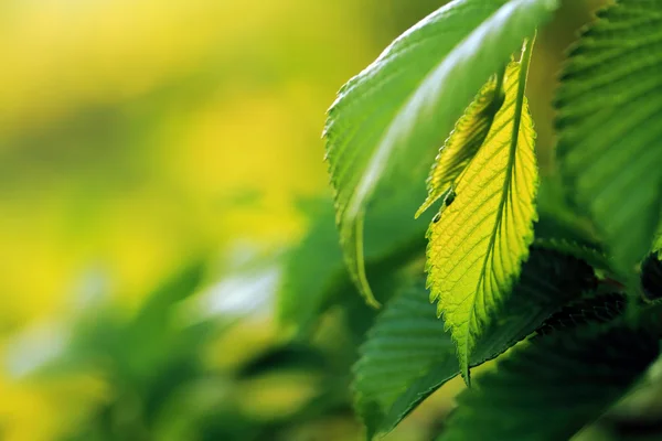 Sunset through leaves — Stock Photo, Image