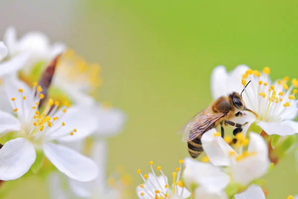 Abelha mel sobre flor de ameixa branca — Fotografia de Stock