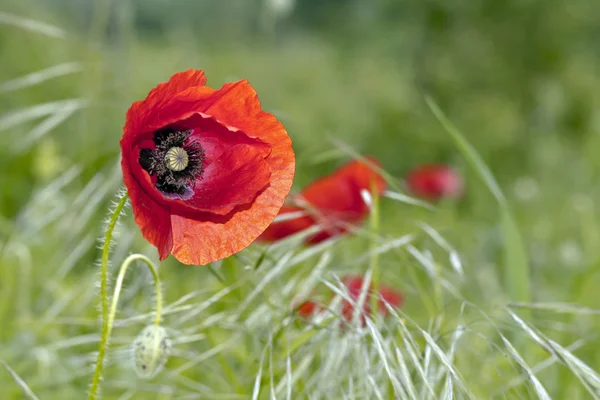 Poppy on green background — Stock Photo, Image