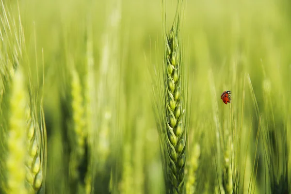 Wheatear and ladybug — Stock Photo, Image