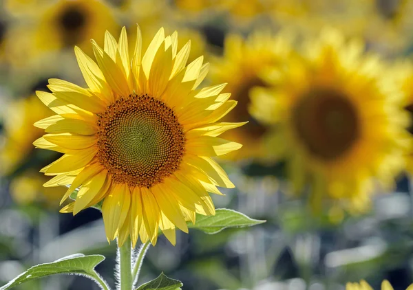 Соняшникове поле, вибірковий фокус на одному соняшнику — стокове фото