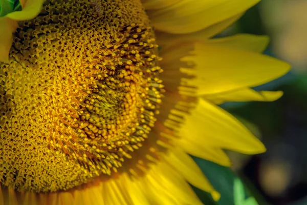 Selective focus of single sunflower — Stock Photo, Image