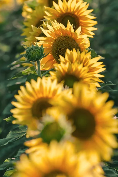 Sunflower field, selective focus on single sunflower — Stock Photo, Image