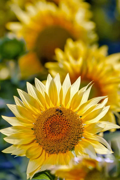 Sunflower field, selective focus on single sunflower — Stock Photo, Image