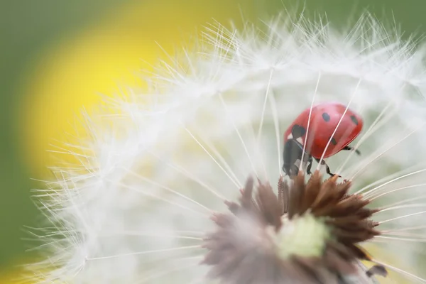Ladybug and dandelion — Stock Photo, Image