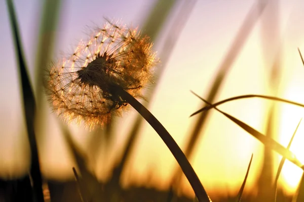 Dandelion in front ot sunset, soft focus — Stock Photo, Image