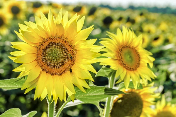 Tournesol et abeille — Photo