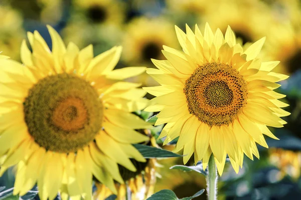 Sunflower field, selective focus on single sunflower — Stock Photo, Image