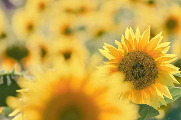 Sunflower field, selective focus on single sunflower — Stock Photo, Image