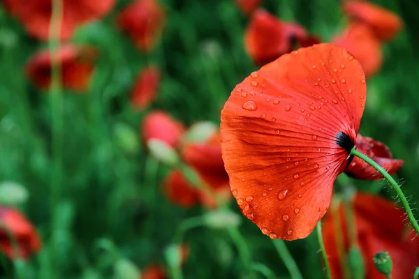 Wet poppy — Stock Photo, Image