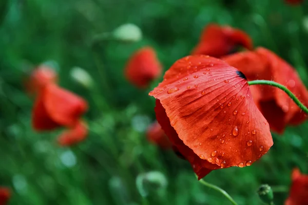 Wet poppy — Stock Photo, Image