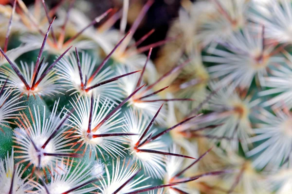 Dettaglio punte di cactus — Foto Stock