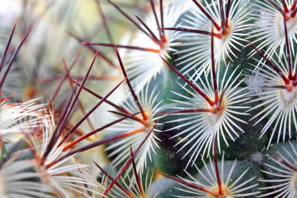 Detail der Kakteenstacheln — Stockfoto