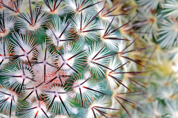 Dettaglio punte di cactus — Foto Stock