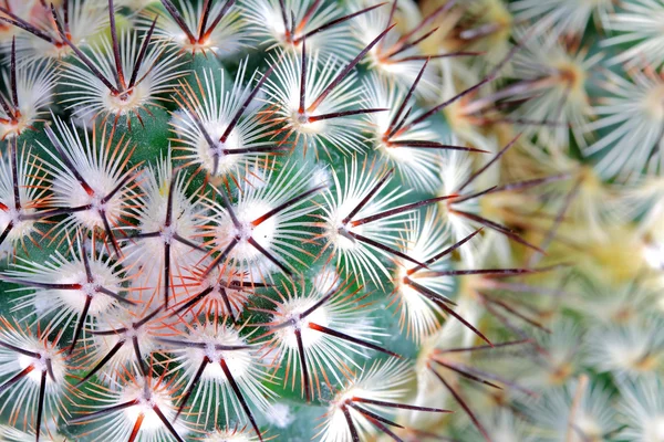 Detalle de picos de cactus —  Fotos de Stock