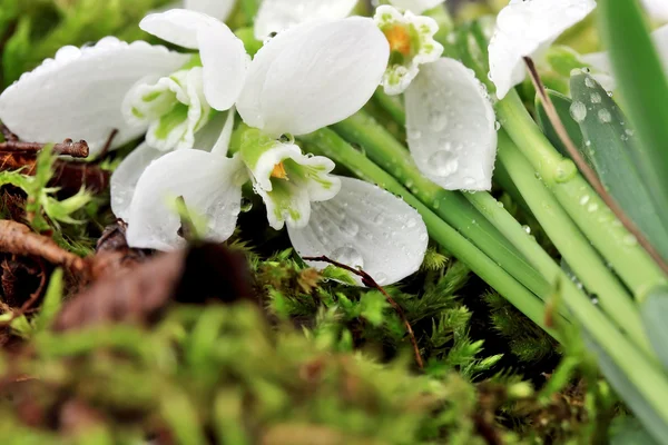 Snowdrop with drops of dew on a green moss — Stock Photo, Image