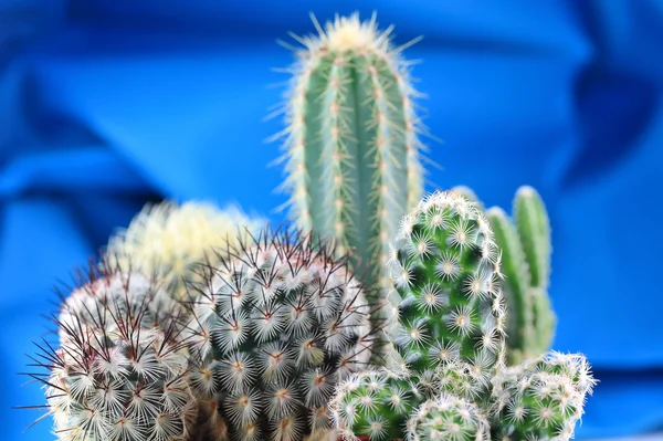 Cactus —  Fotos de Stock