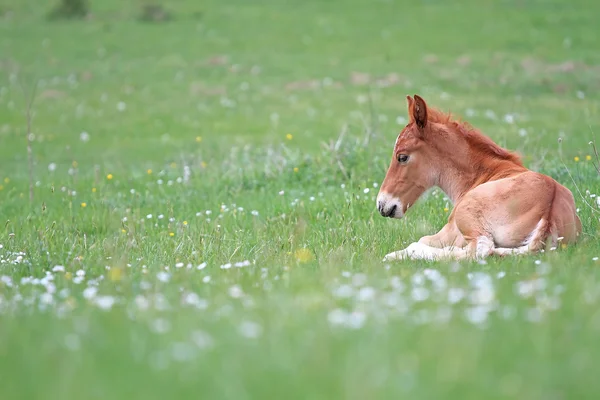 Foal resting — Stock Photo, Image