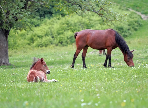 Foal Horse resting — Stock Photo, Image