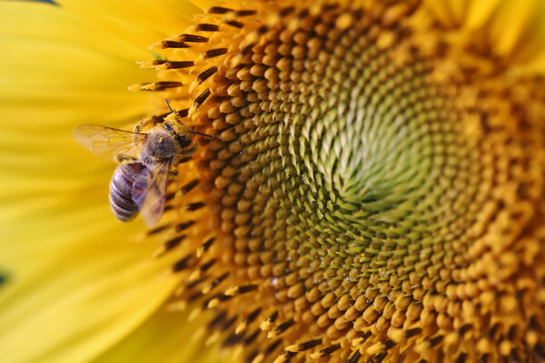 sunflower bee