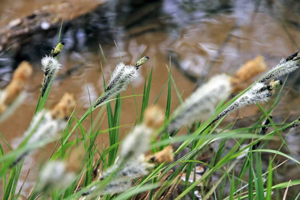 Acqua corrente ed erba verde , — Foto Stock