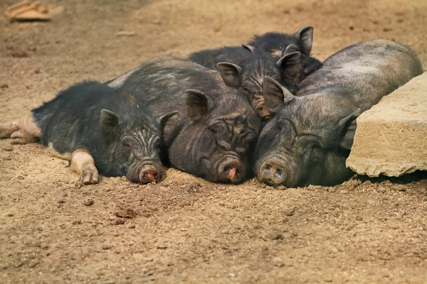 Linda familia de cerdos Imagen de stock