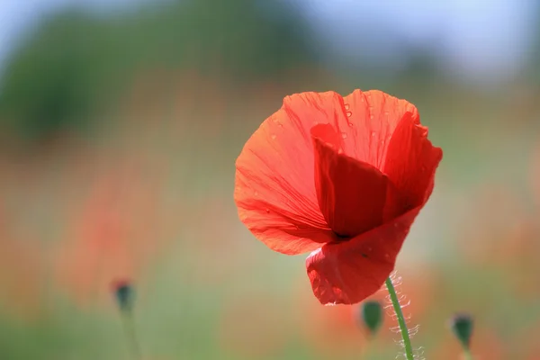 Poppy — Stock Photo, Image