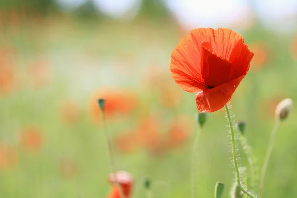 Poppy — Stock Photo, Image