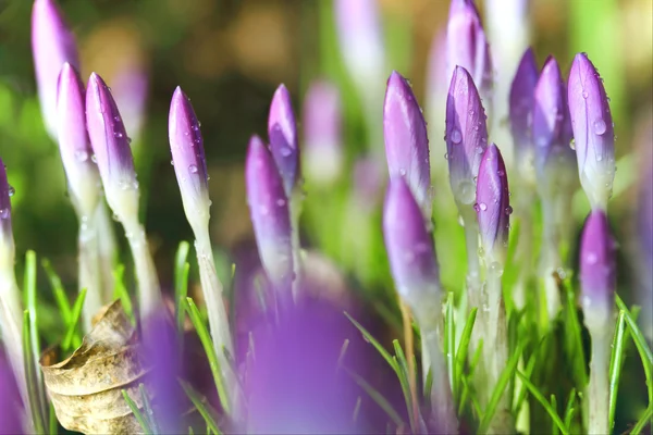 Crocus with water drops - shallow depth of field — Stock Photo, Image