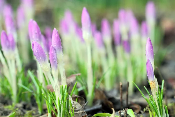 Crocus with water drops - shallow depth of field — Stock Photo, Image