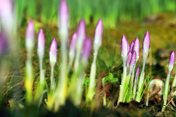 Crocus with water drops - shallow depth of field — Stock Photo, Image