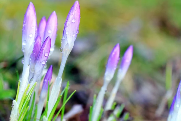 Crocus with water drops - shallow depth of field — Stock Photo, Image