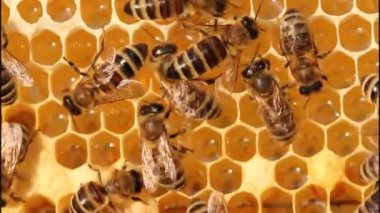 Arılar peteğin üzerinde