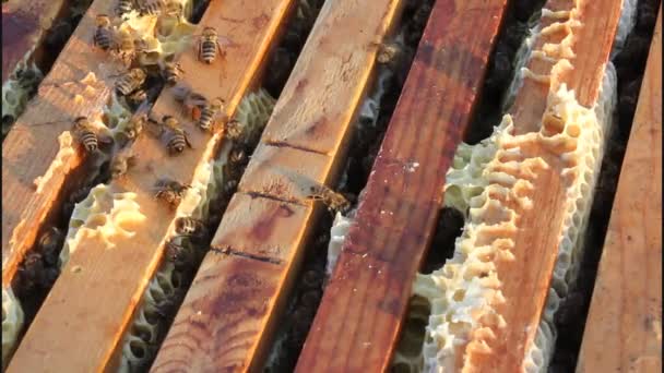 Inspection des abeilles dans la ruche — Video