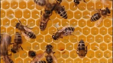 Böcekler..... iletişim arılar