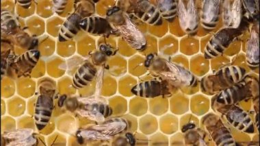 Arı kovanındaki çalışması
