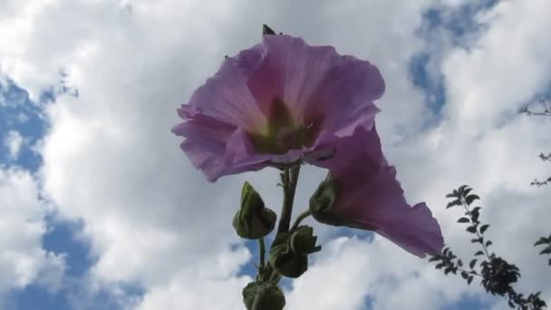 Malva en la luz de la mañana — Vídeos de Stock