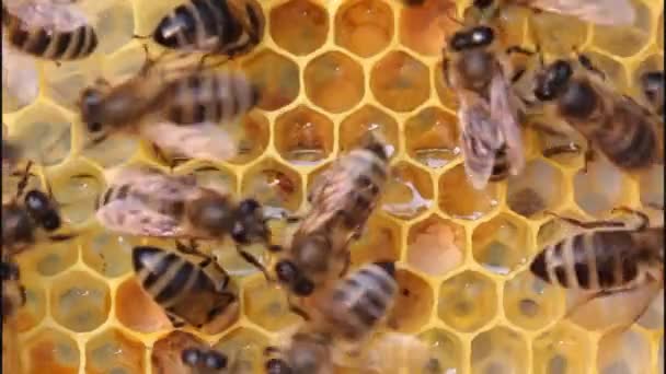 Travail des abeilles dans la ruche 
