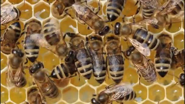 Arbeitsbienen im Bienenstock — Stockvideo