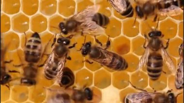 Böcekler..... iletişim arılar