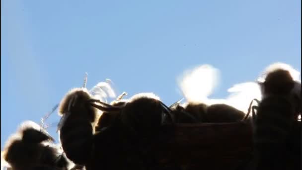 Пчелы и вечерние солнечные лучи . — стоковое видео